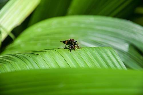 parque ibirapuera selective focus photo of brown insect on leaf brazil
